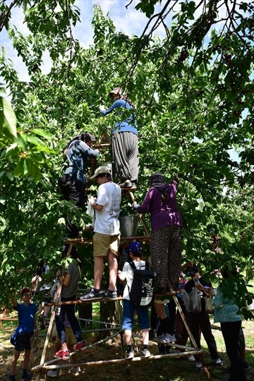Denizli Büyükşehir’den Kirazla Kültürel Buluşma